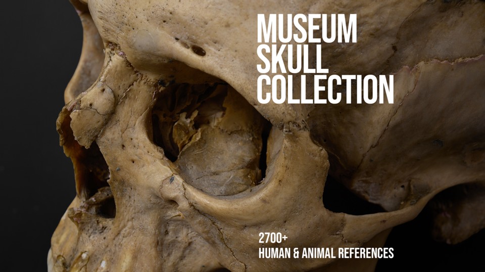2700+ Музей Черепов | 2700+ Museum Skull Collection Human And Animal References 1