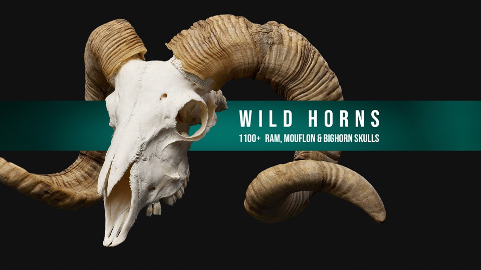 1100+ Дикие Рога — Черепа Козлов и Баранов | 1100+ Wild Horns - Ram, Mouflon And Bighorn Skulls