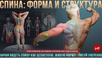СПИНА: ФОРМА И СТРУКТУРА
